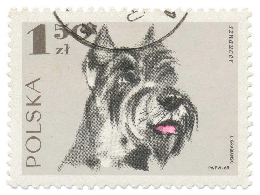 Poland Stamp I on White art print by Wild Apple Portfolio for $57.95 CAD