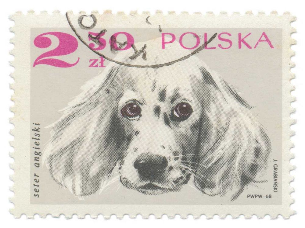 Poland Stamp IV on White art print by Wild Apple Portfolio for $57.95 CAD