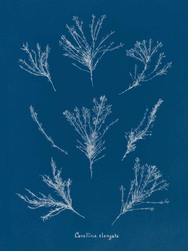 Delicate Coral I art print by Wild Apple Portfolio for $57.95 CAD