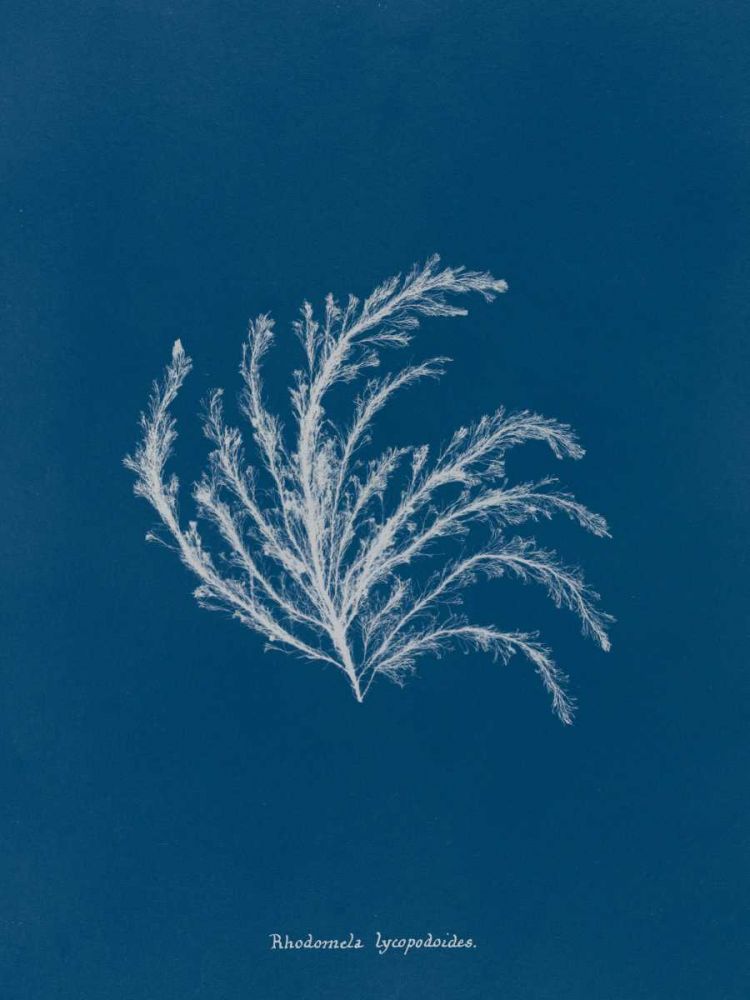 Delicate Coral II art print by Wild Apple Portfolio for $57.95 CAD