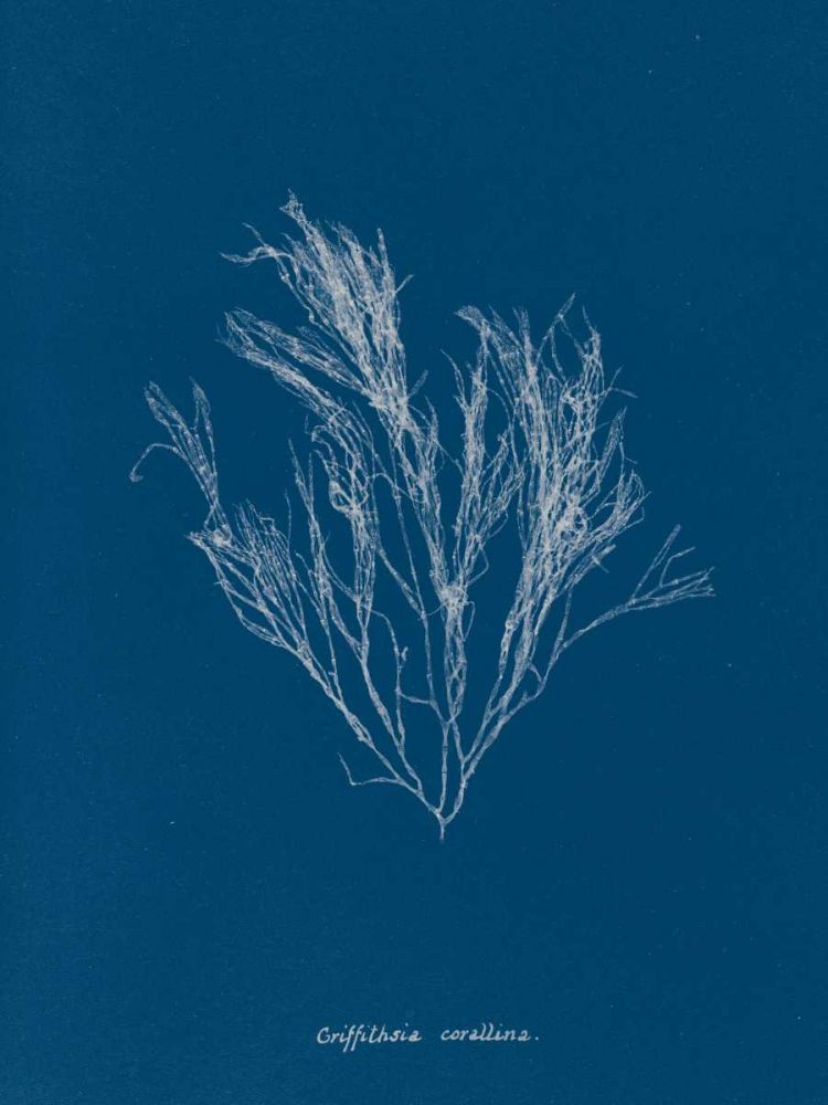 Delicate Coral III art print by Wild Apple Portfolio for $57.95 CAD