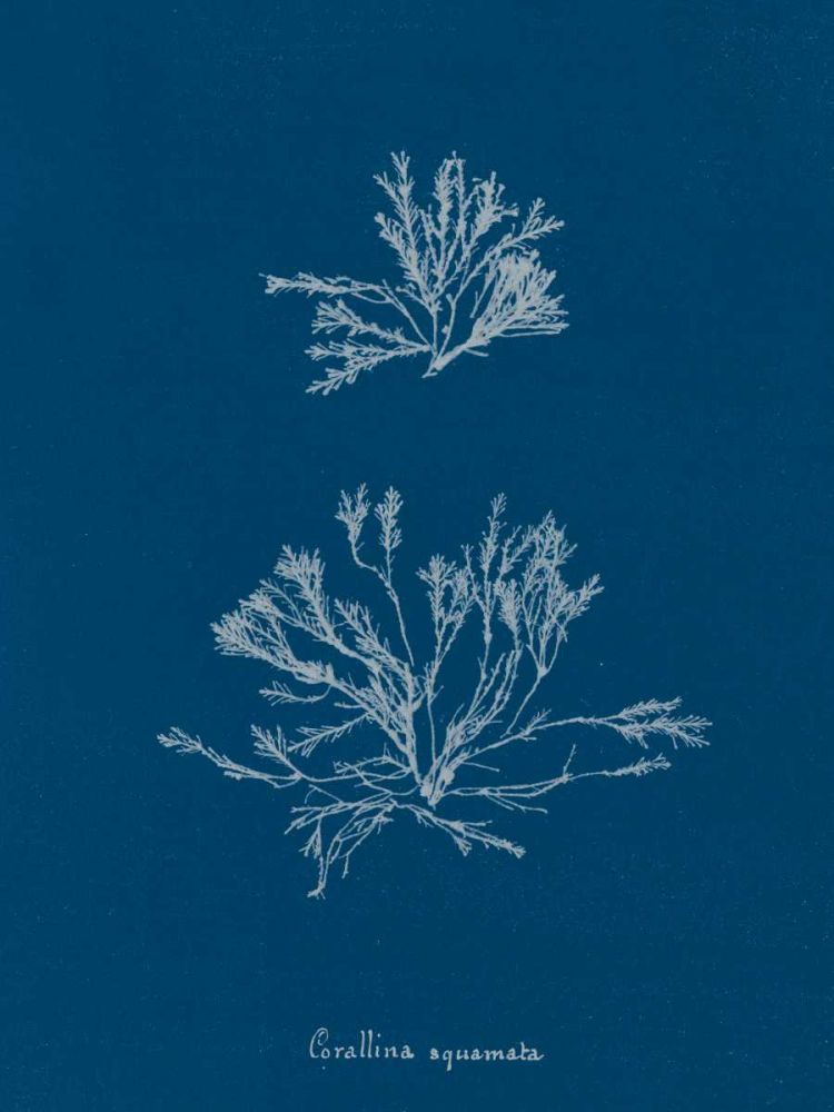 Delicate Coral IV art print by Wild Apple Portfolio for $57.95 CAD