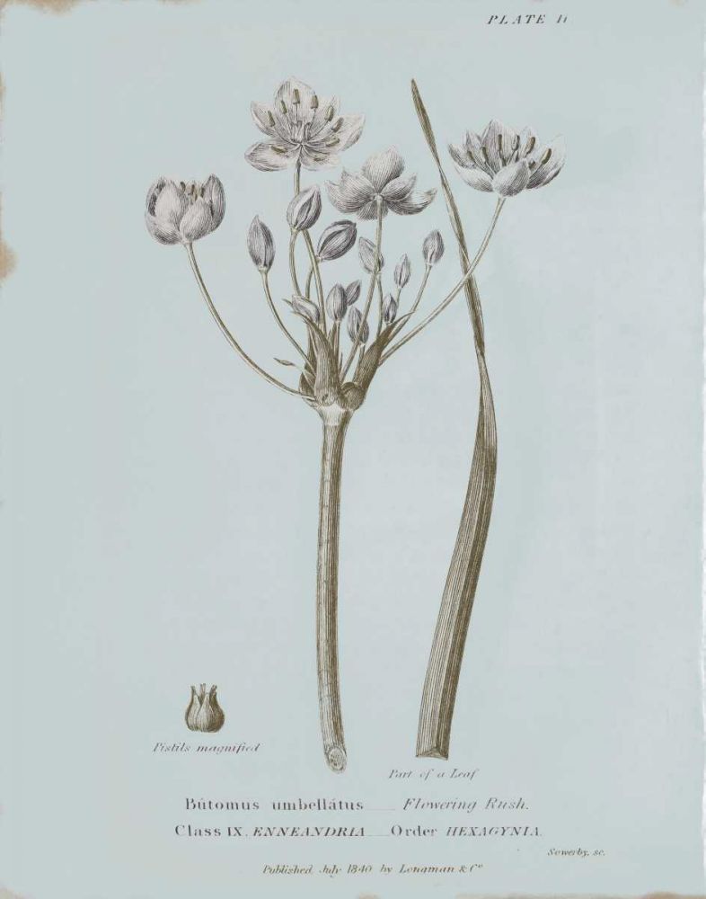 Conversations on Botany II Blue art print by Wild Apple Portfolio for $57.95 CAD