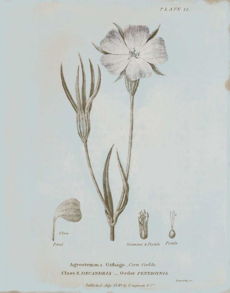 Conversations on Botany III Blue art print by Wild Apple Portfolio for $57.95 CAD