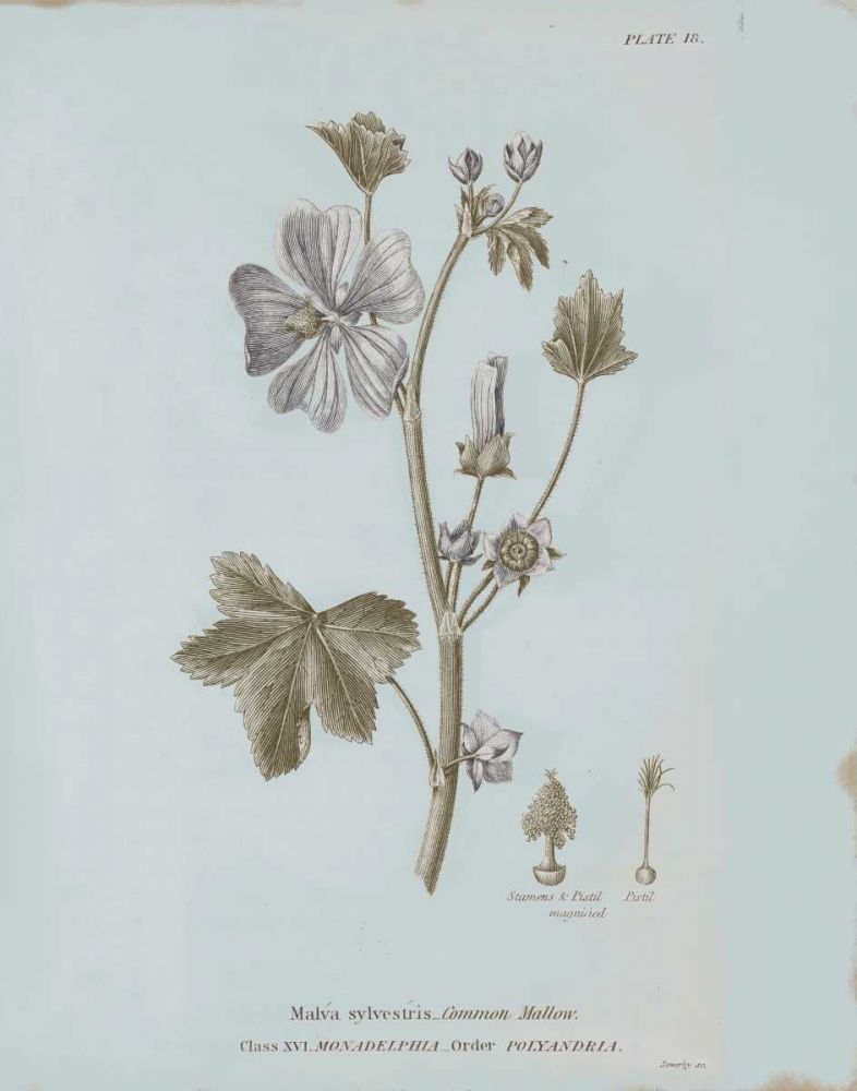 Conversations on Botany VII Blue art print by Wild Apple Portfolio for $57.95 CAD