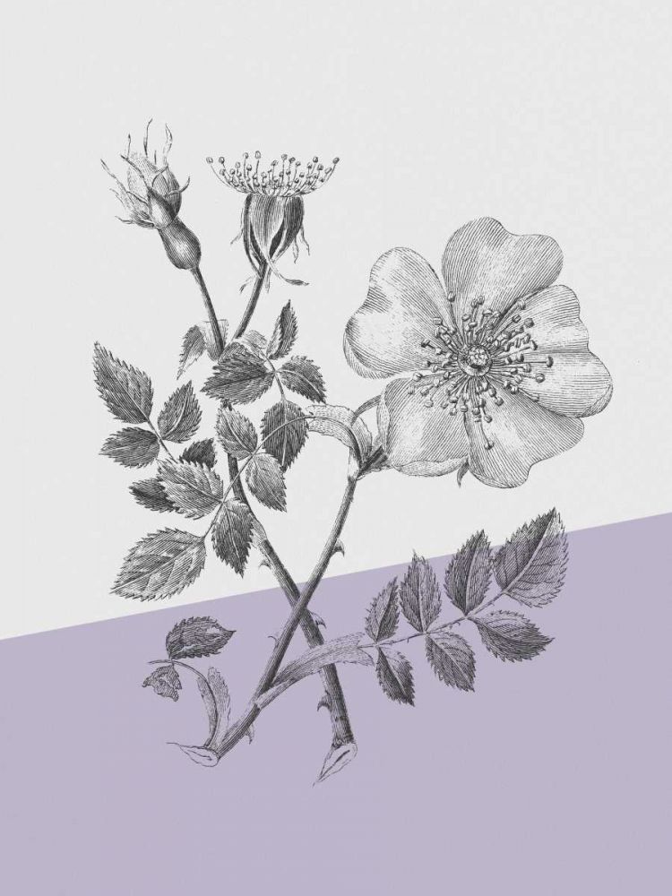Conversations on Botany IV Color Block art print by Wild Apple Portfolio for $57.95 CAD
