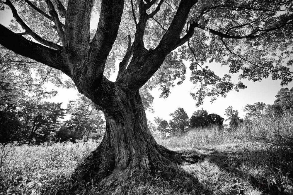 Longwood Tree art print by Aledanda for $57.95 CAD