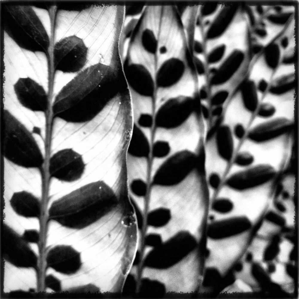 Leaves and Vines art print by Aledanda for $57.95 CAD