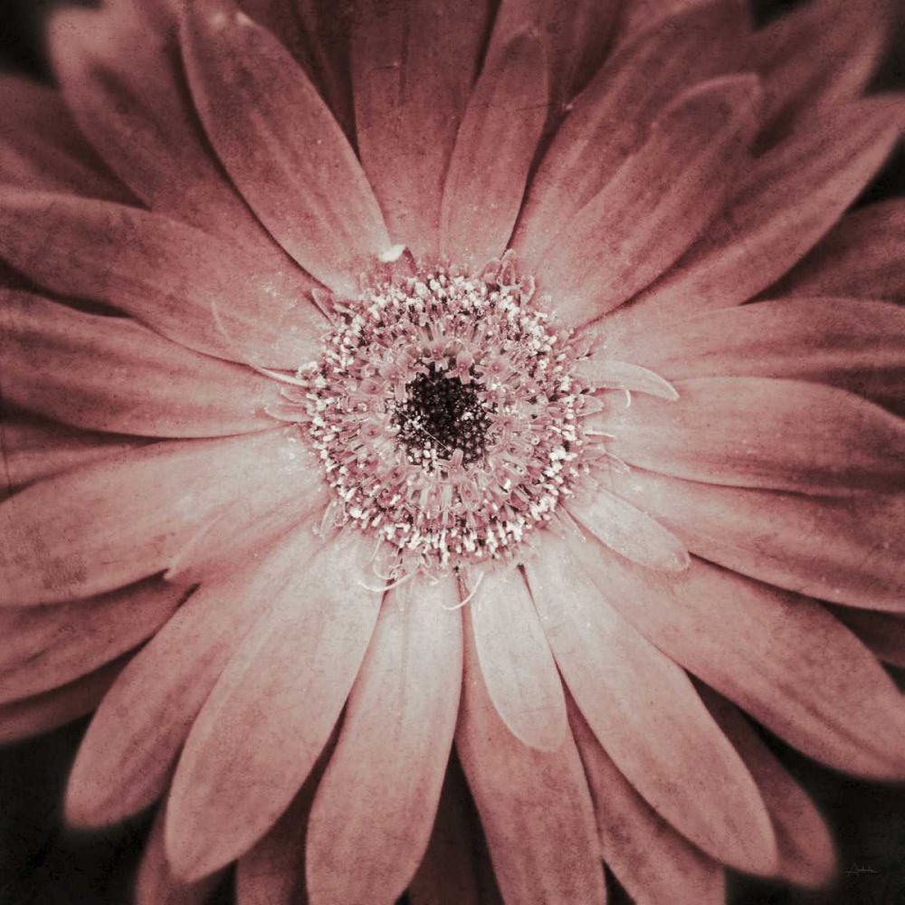 Gerbera art print by Aledanda for $57.95 CAD