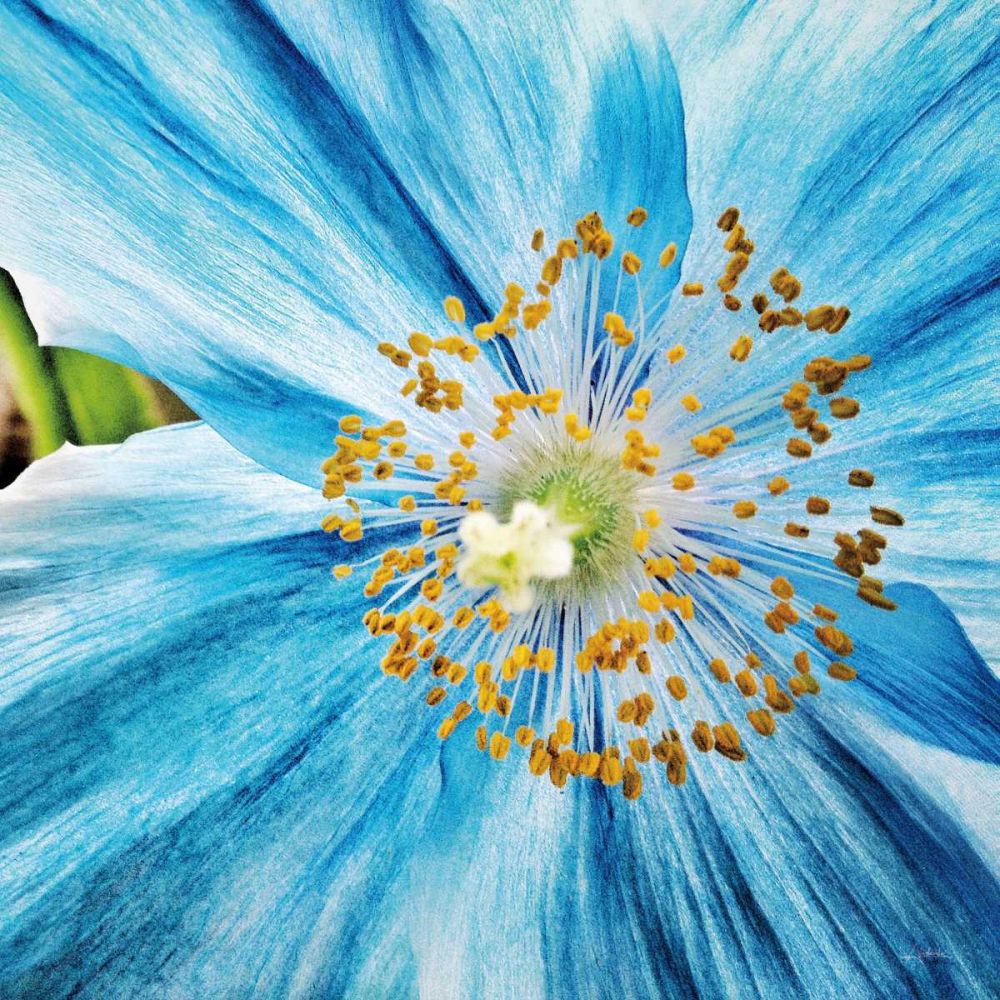 Clematis art print by Aledanda for $57.95 CAD