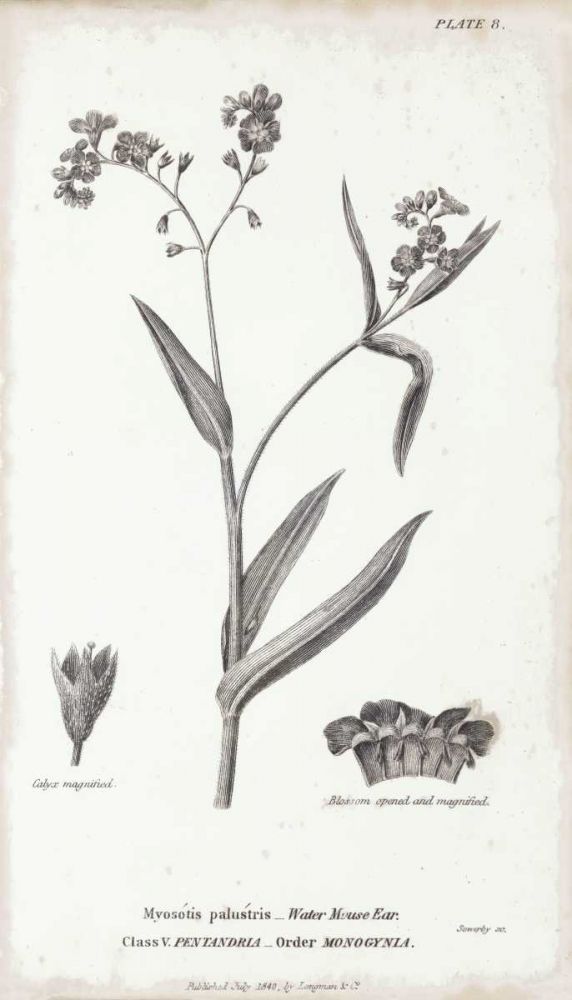 Conversations on Botany I art print by Wild Apple Portfolio for $57.95 CAD
