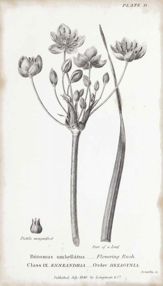 Conversations on Botany II art print by Wild Apple Portfolio for $57.95 CAD