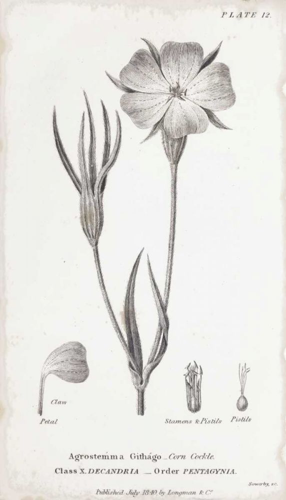 Conversations on Botany III art print by Wild Apple Portfolio for $57.95 CAD