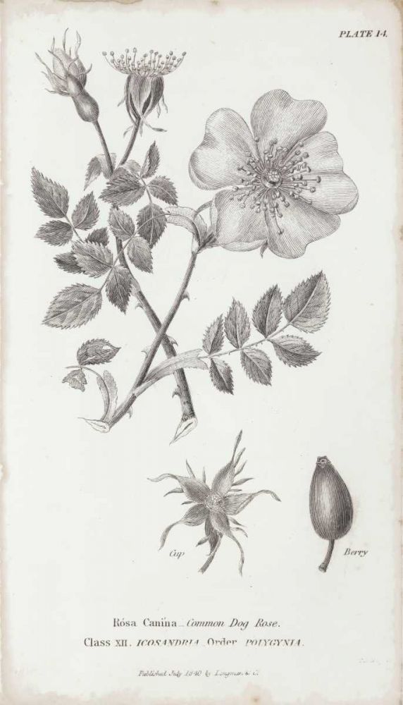 Conversations on Botany IV art print by Wild Apple Portfolio for $57.95 CAD