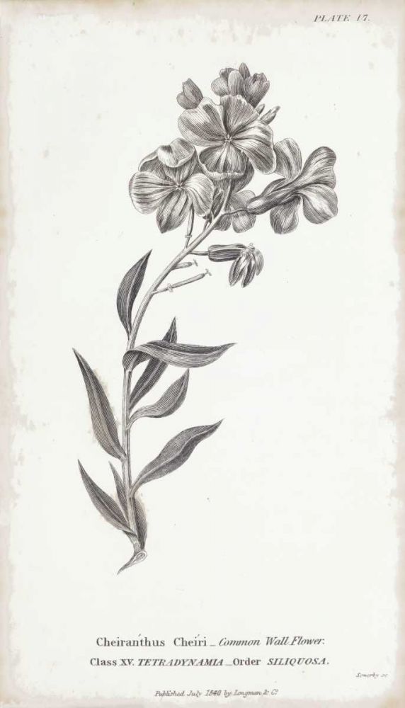 Conversations on Botany VI art print by Wild Apple Portfolio for $57.95 CAD