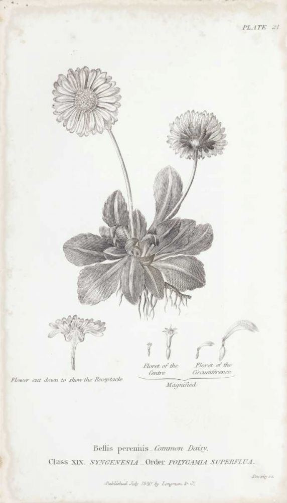 Conversations on Botany IX art print by Wild Apple Portfolio for $57.95 CAD