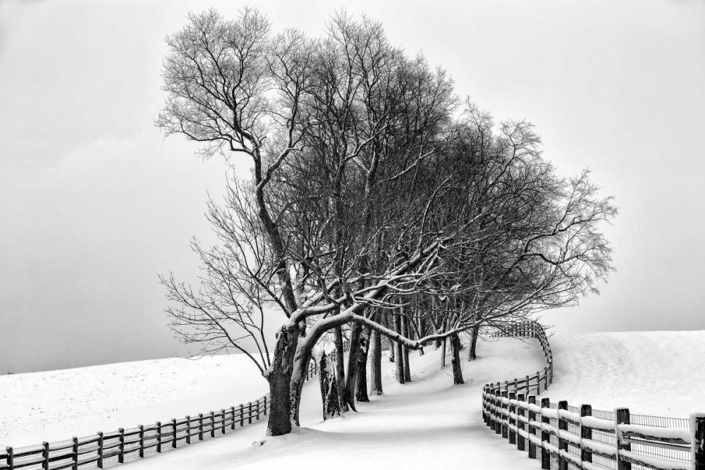 Along the Lane I art print by Aledanda for $57.95 CAD