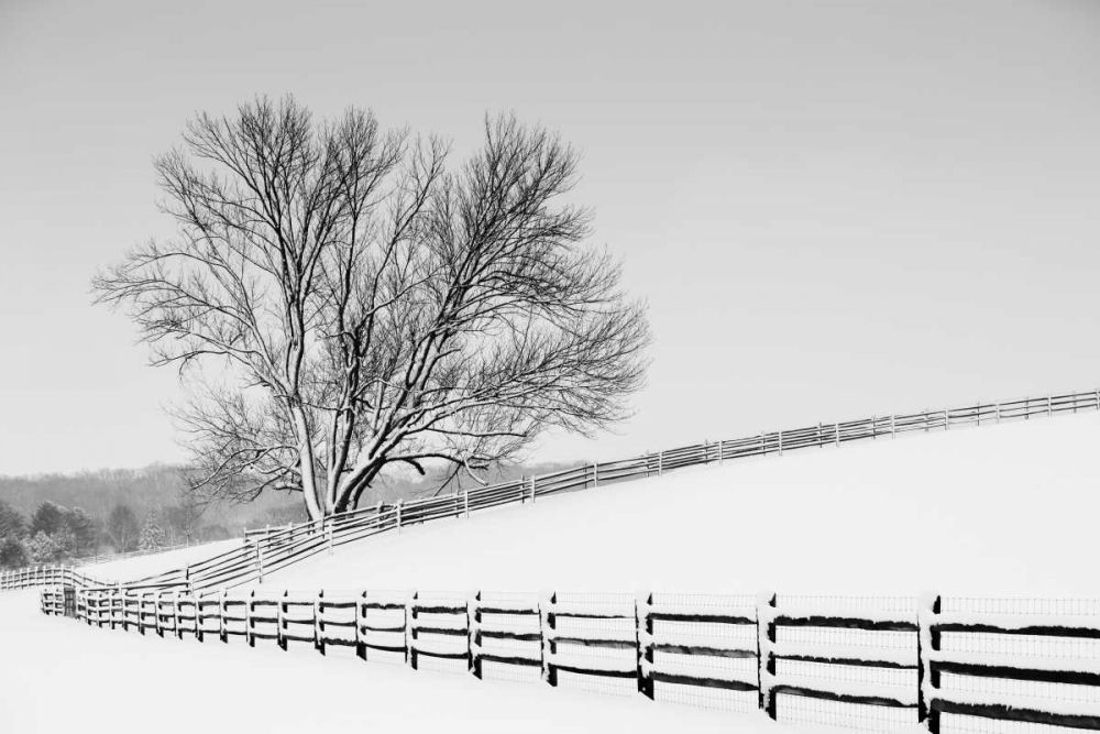 Along the Lane II art print by Aledanda for $57.95 CAD