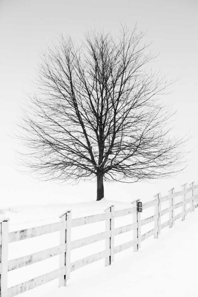 Along the Lane III art print by Aledanda for $57.95 CAD