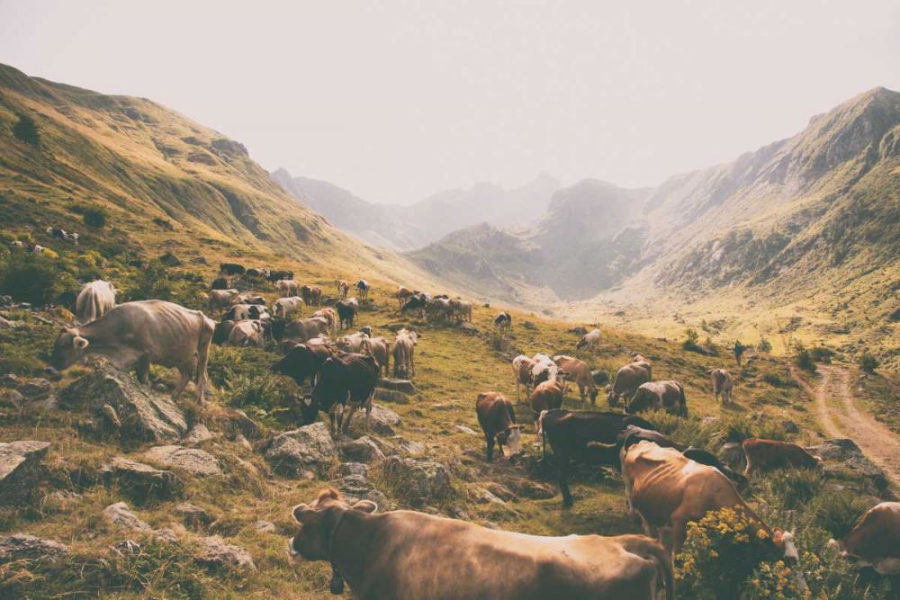 In the Valley art print by Aledanda for $57.95 CAD
