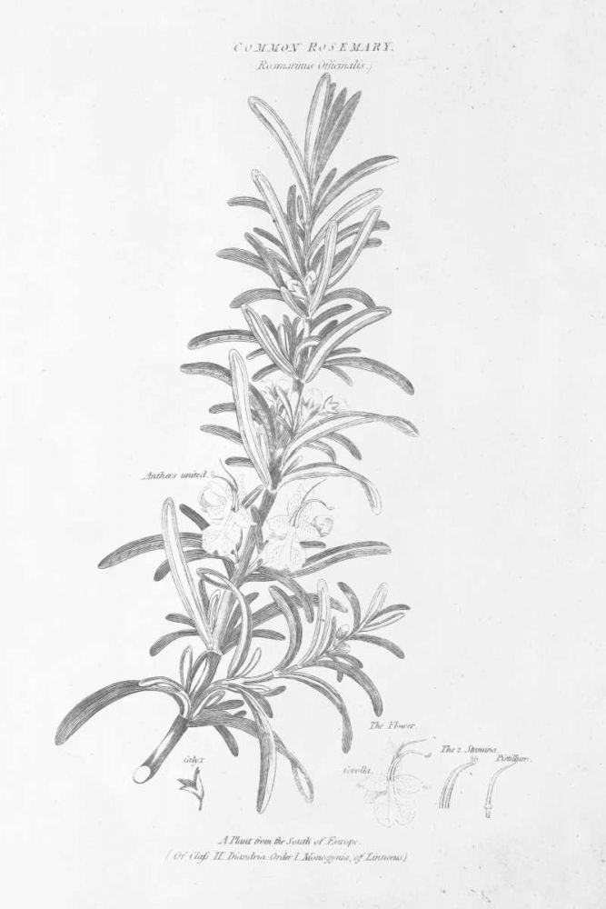 Botany Book VI art print by Wild Apple Portfolio for $57.95 CAD
