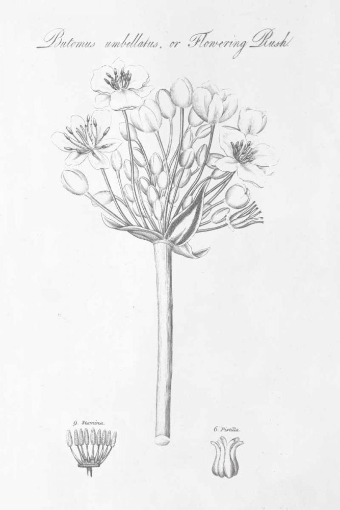 Botany Book VII art print by Wild Apple Portfolio for $57.95 CAD