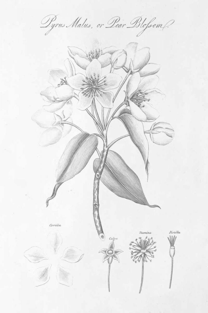 Botany Book VIII art print by Wild Apple Portfolio for $57.95 CAD