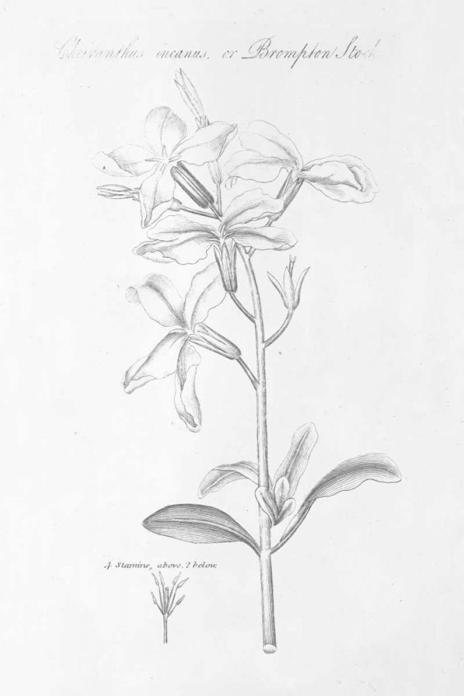 Botany Book IX art print by Wild Apple Portfolio for $57.95 CAD