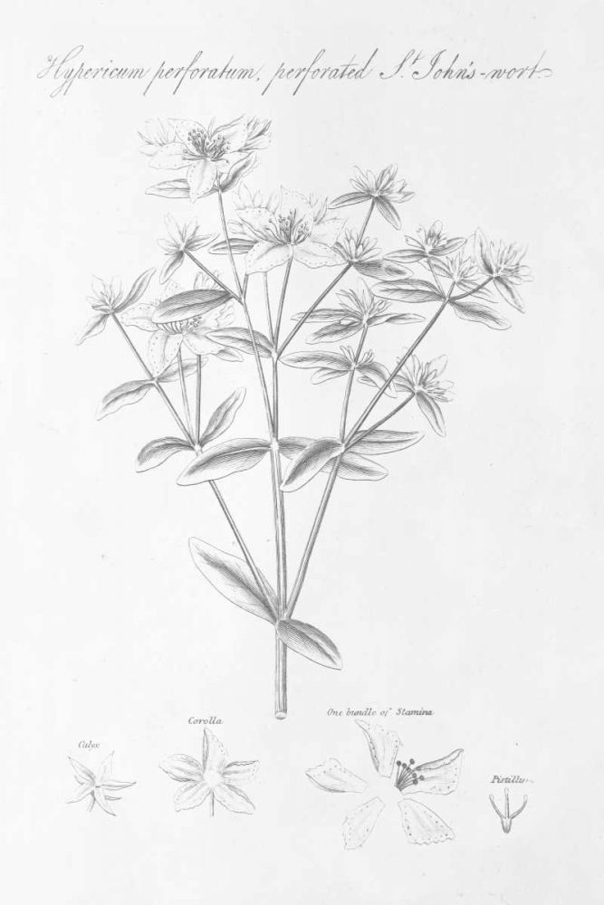 Botany Book X art print by Wild Apple Portfolio for $57.95 CAD