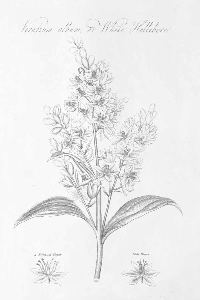 Botany Book XI art print by Wild Apple Portfolio for $57.95 CAD