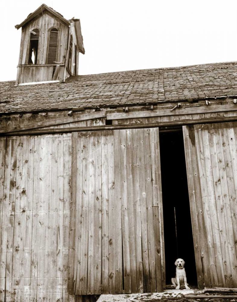 Barnyard Dog art print by Jim Dratfield for $57.95 CAD