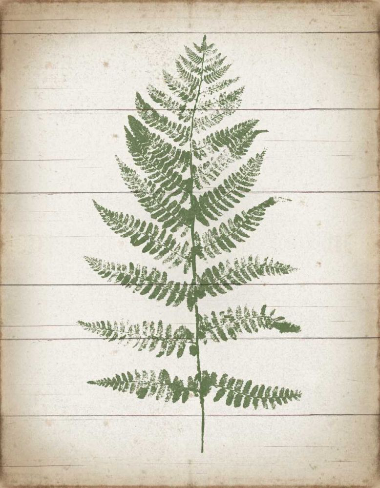 Fern Print II v2 art print by Moira Hershey for $57.95 CAD