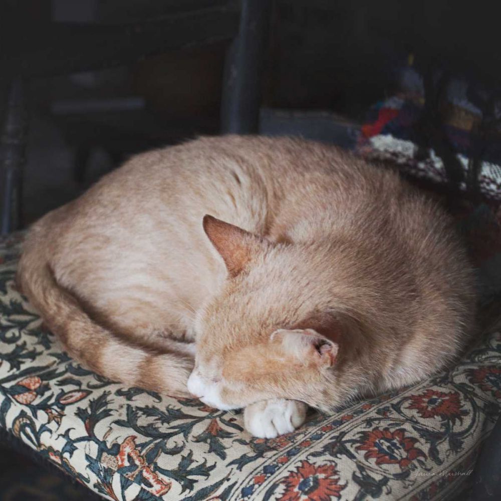 Sleepy Afternoon art print by Laura Marshall for $57.95 CAD