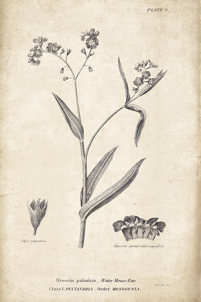 Conversations on  Botany 01 art print by Wild Apple Portfolio for $57.95 CAD