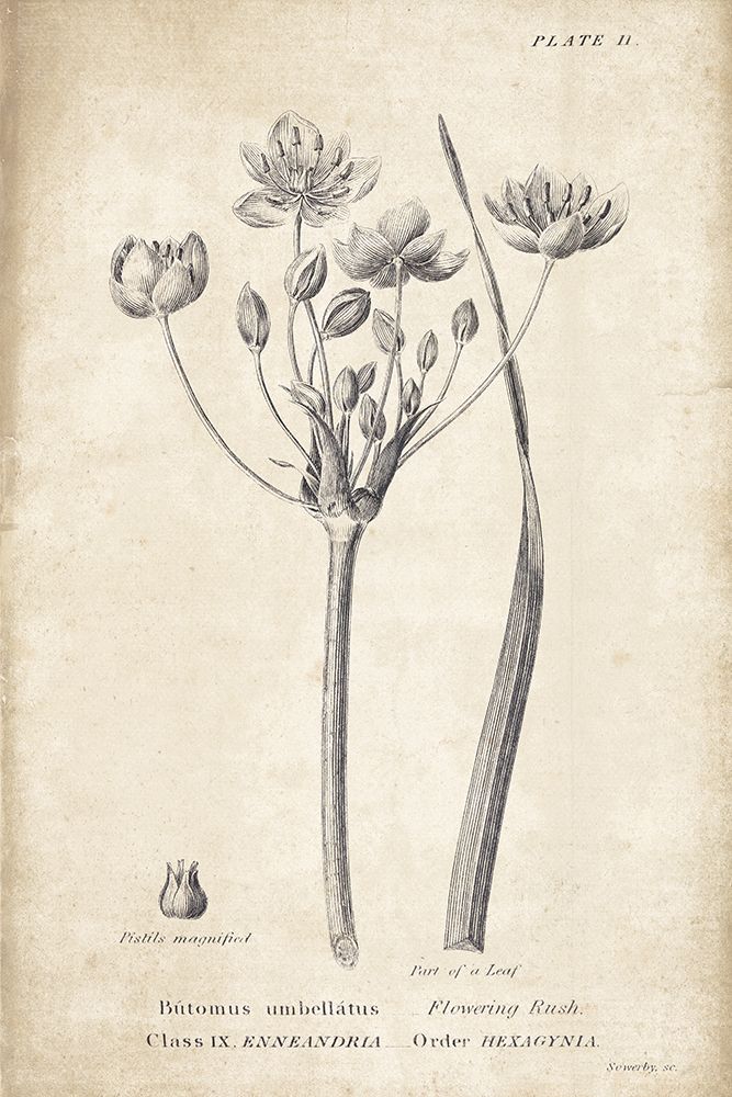 Conversations on  Botany 02 art print by Wild Apple Portfolio for $57.95 CAD