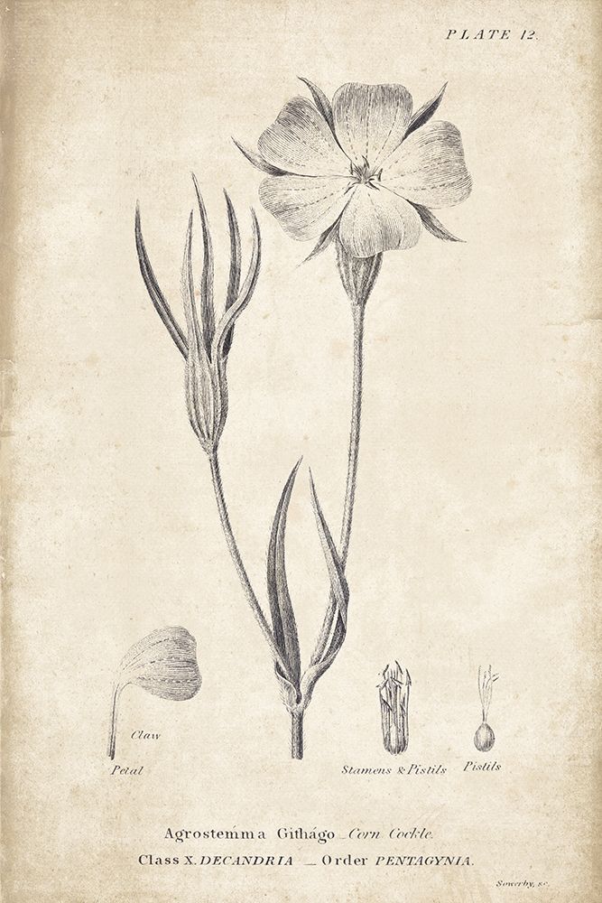 Conversations on  Botany 03 art print by Wild Apple Portfolio for $57.95 CAD