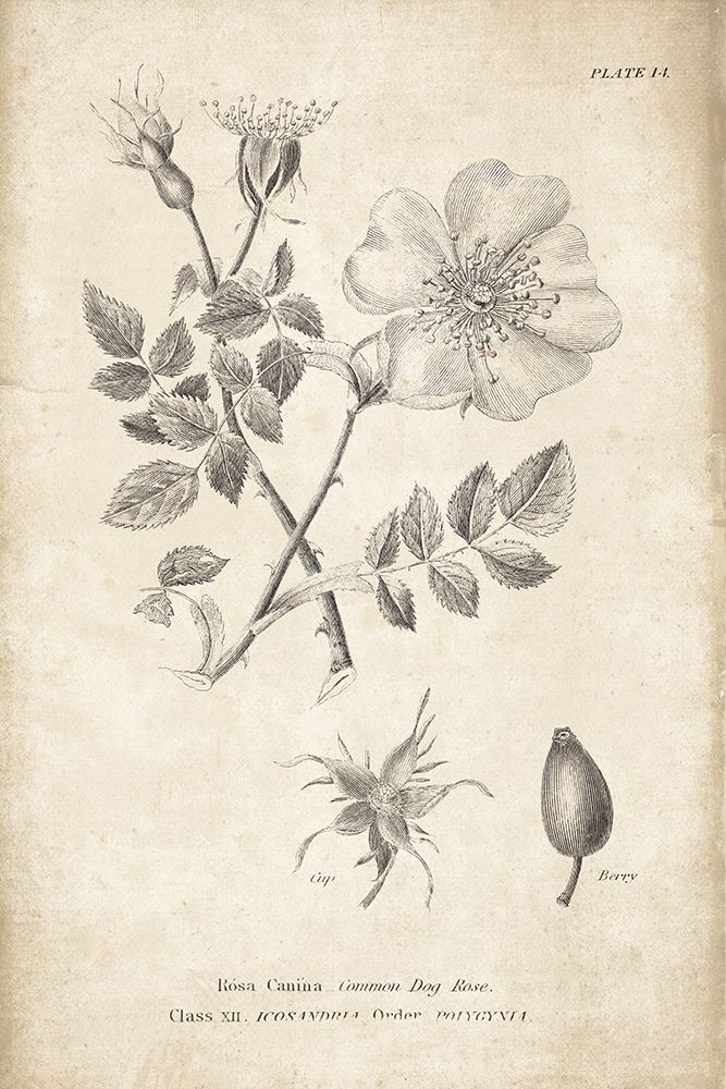 Conversations on  Botany 04 art print by Wild Apple Portfolio for $57.95 CAD