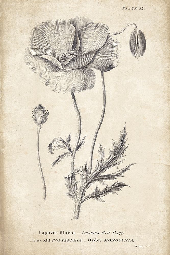 Conversations on  Botany 05 art print by Wild Apple Portfolio for $57.95 CAD