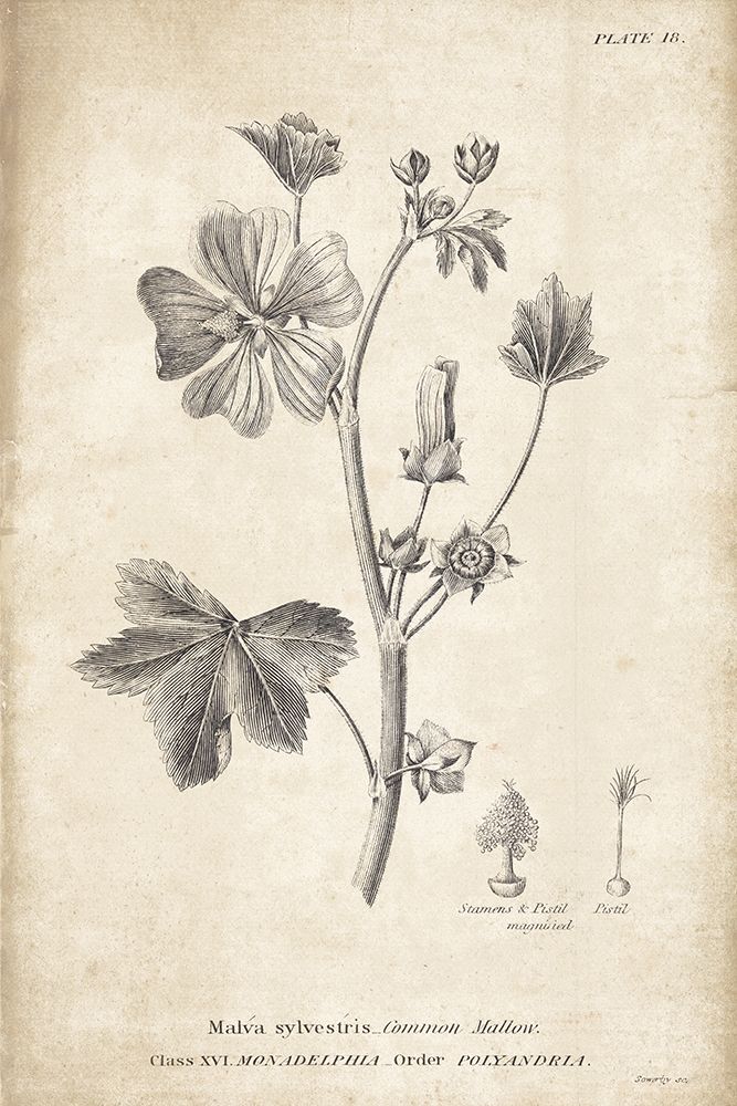 Conversations on  Botany 07 art print by Wild Apple Portfolio for $57.95 CAD