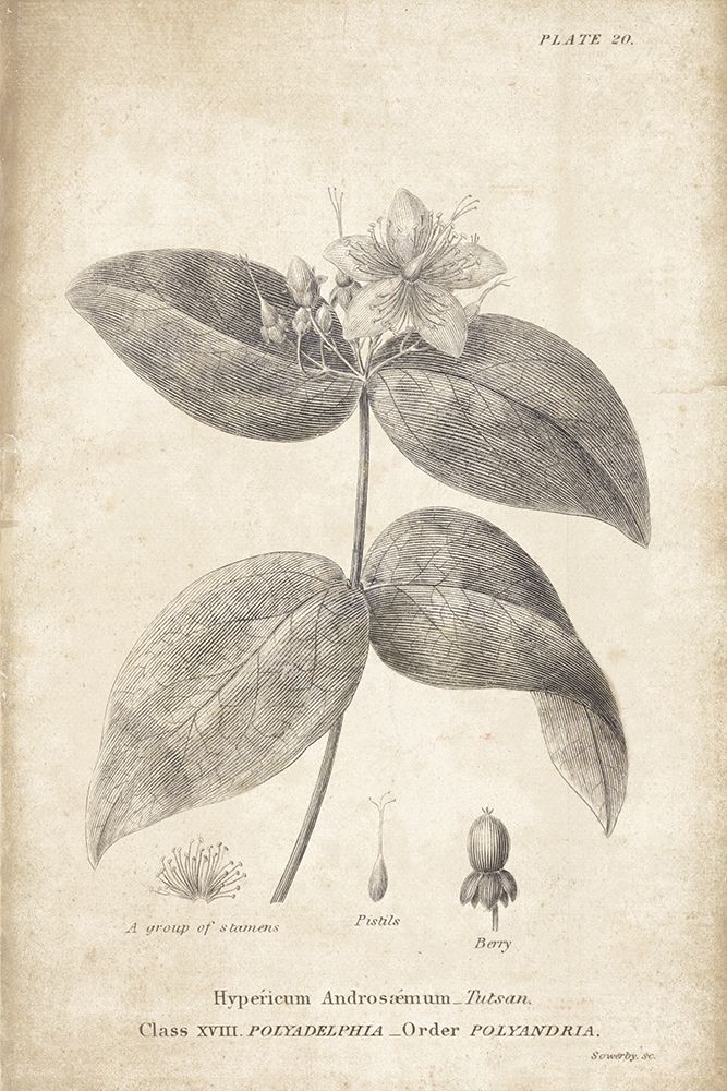 Conversations on  Botany 08 art print by Wild Apple Portfolio for $57.95 CAD