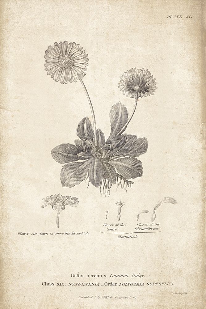 Conversations on  Botany 09 art print by Wild Apple Portfolio for $57.95 CAD