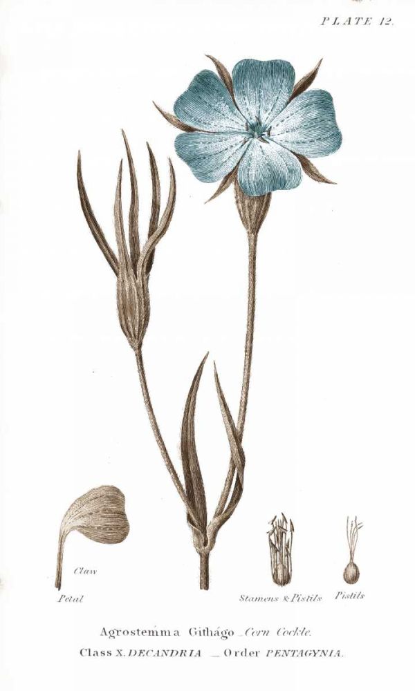 Conversations on Botany III on White with Blue art print by Wild Apple Portfolio for $57.95 CAD