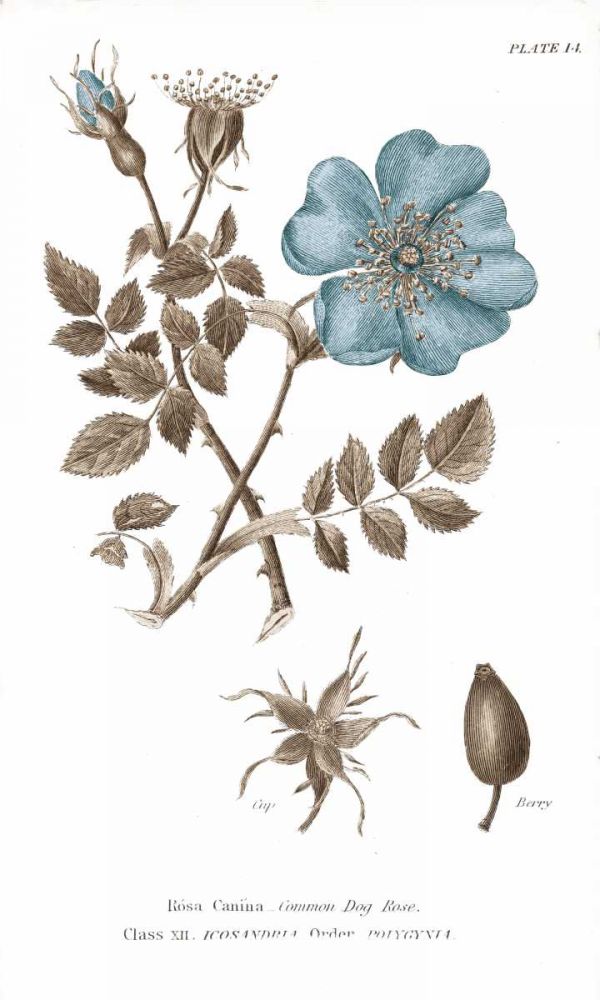 Conversations on Botany IV on White with Blue art print by Wild Apple Portfolio for $57.95 CAD