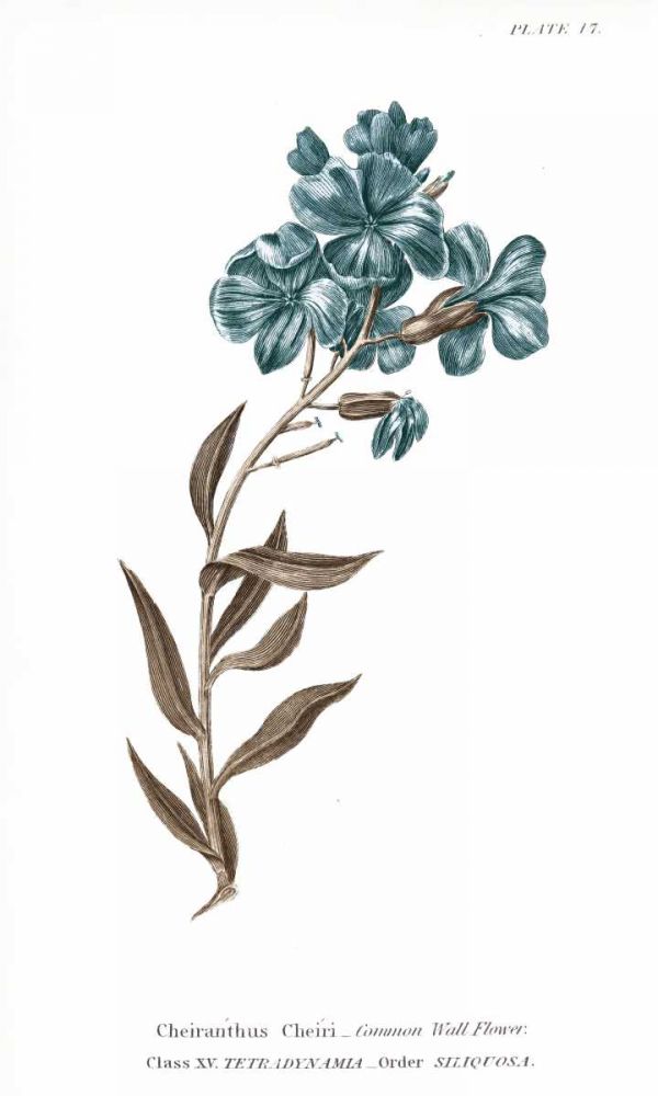 Conversations on Botany VI on White with Blue art print by Wild Apple Portfolio for $57.95 CAD