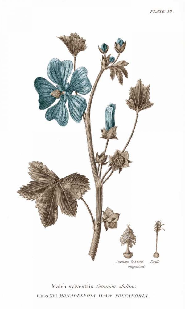 Conversations on Botany VII on White with Blue art print by Wild Apple Portfolio for $57.95 CAD