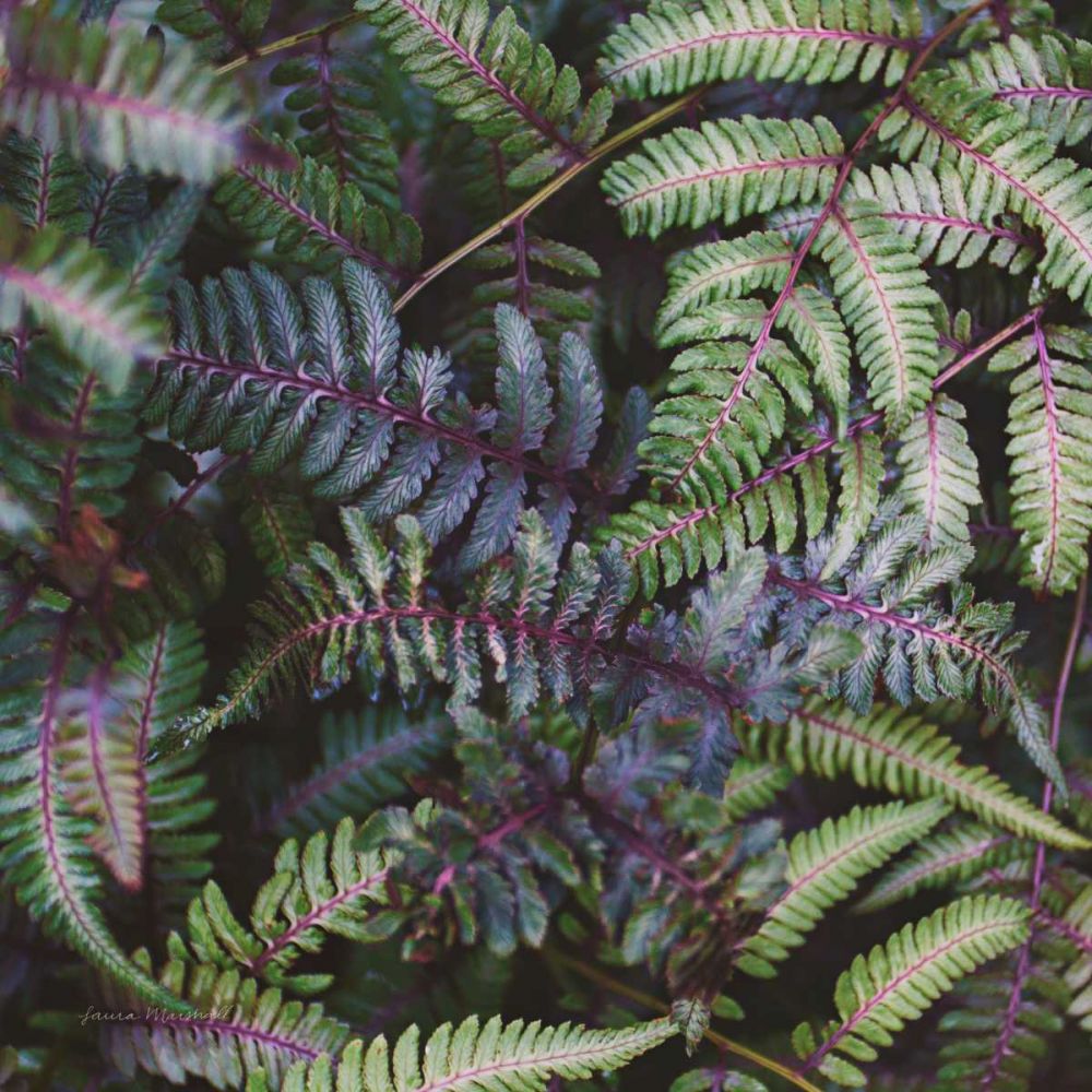 Funky Ferns V art print by Laura Marshall for $57.95 CAD