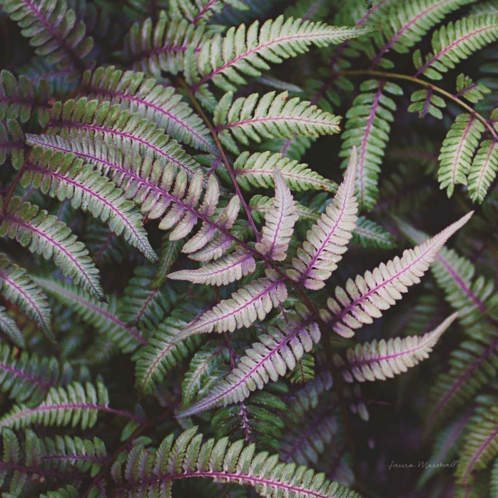 Funky Ferns VI art print by Laura Marshall for $57.95 CAD