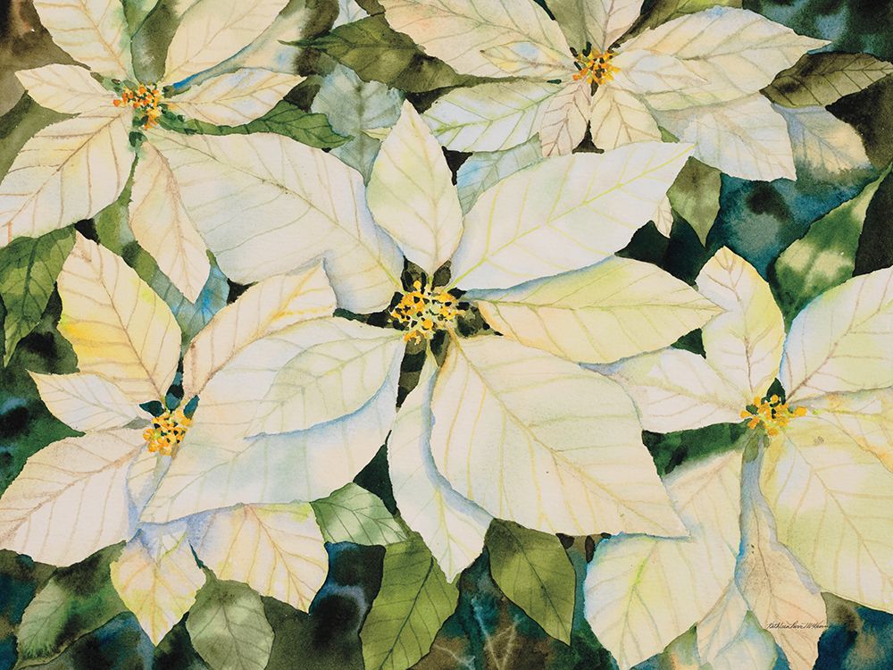 White Poinsettia art print by Kathleen Parr McKenna for $57.95 CAD