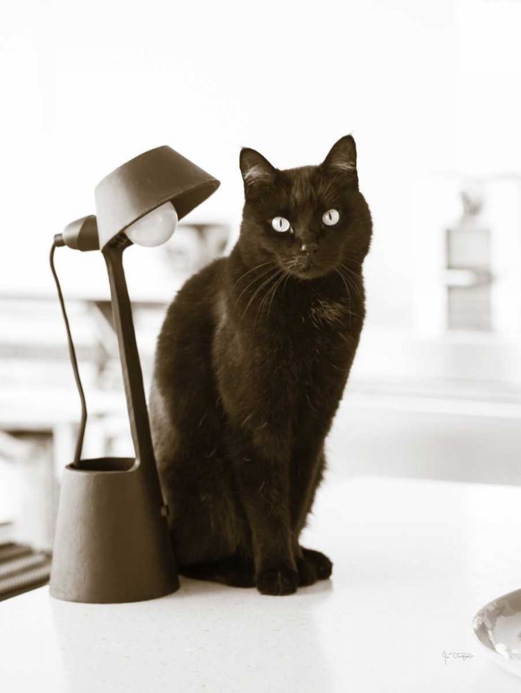 Lights Cat Action art print by Jim Dratfield for $57.95 CAD