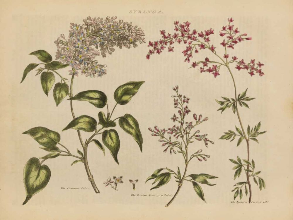 Herbal Botanical I art print by Wild Apple Portfolio for $57.95 CAD